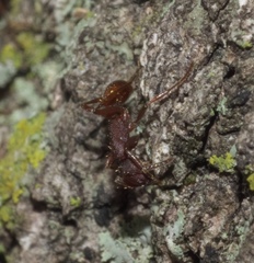 Neivamyrmex nigrescens