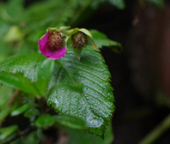 Rubus coriaceus