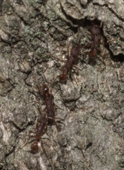 Neivamyrmex nigrescens
