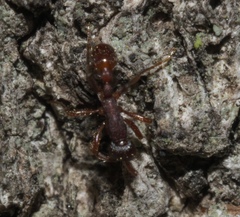 Neivamyrmex nigrescens