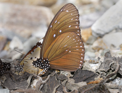 Euploea mulciber mulciber