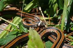 Sinomicrurus sauteri