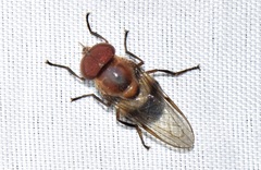 Syrphidae