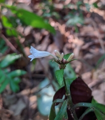 Ruellia terminalis