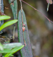 Lepanthes mucronata