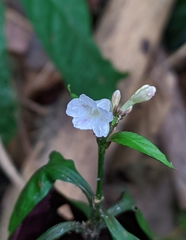 Ruellia terminalis
