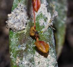 Lepanthes mucronata