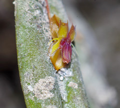 Lepanthes mucronata