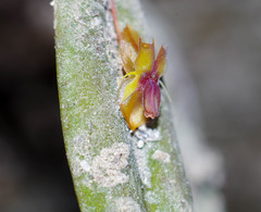 Lepanthes mucronata