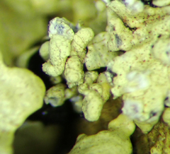 Flavoparmelia haysomii