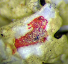 Flavoparmelia haysomii