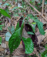 Ruellia terminalis