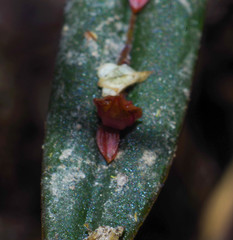 Lepanthes mucronata
