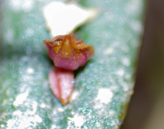 Lepanthes mucronata