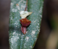 Lepanthes mucronata