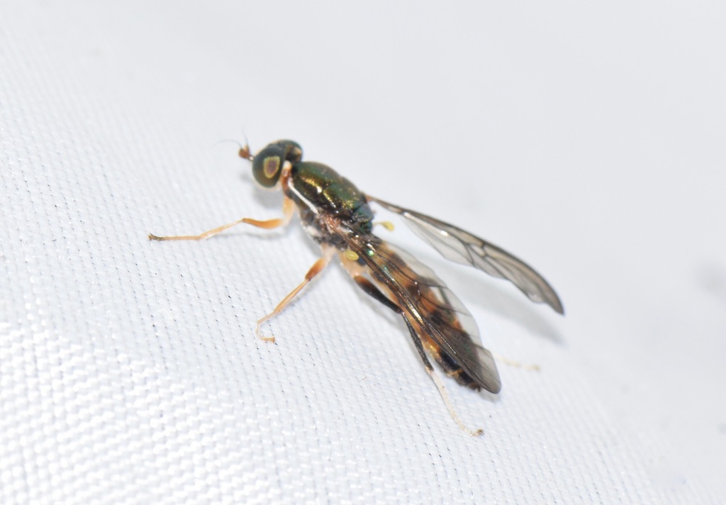 Merosargus gowdeyi
