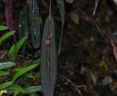 Lepanthes mucronata