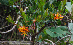 Tristerix longibracteatus