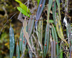 Lepanthes mucronata