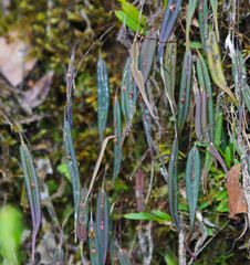 Lepanthes mucronata