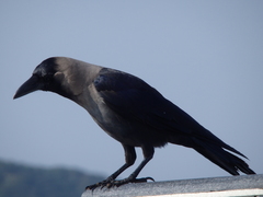 Corvus splendens