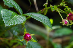 Rubus roseus