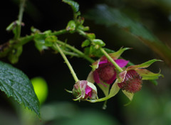 Rubus roseus