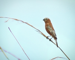Sporophila cinnamomea