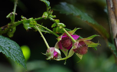Rubus roseus