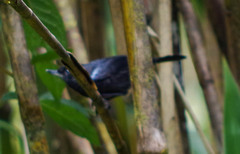 Diglossa lafresnayii