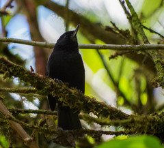 Diglossa lafresnayii