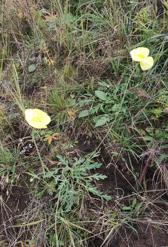 Papaver nudicaule