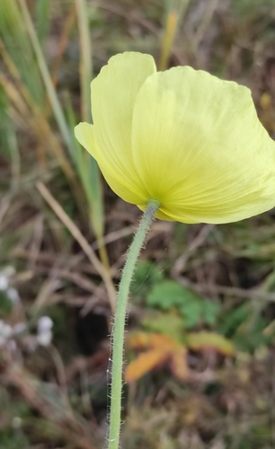 Papaver nudicaule