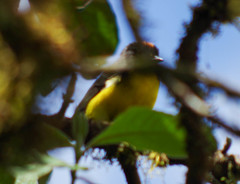 Myioborus melanocephalus