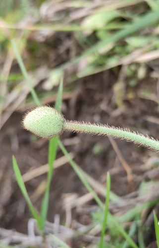Papaver nudicaule