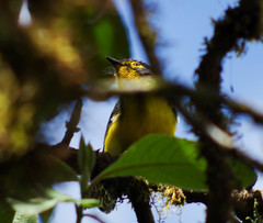 Myioborus melanocephalus