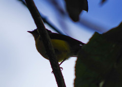 Myioborus melanocephalus