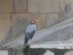 Acridotheres ginginianus