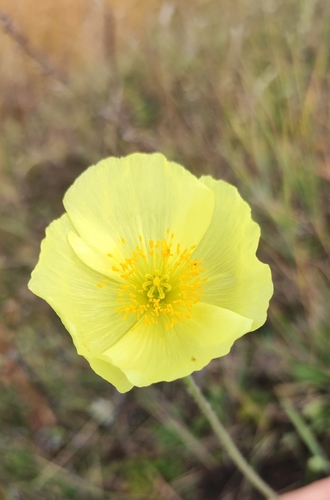 Papaver nudicaule
