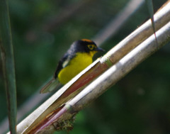 Myioborus melanocephalus