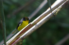 Myioborus melanocephalus