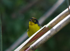 Myioborus melanocephalus