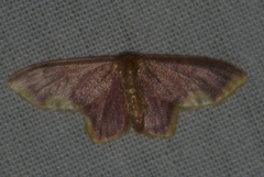 Lophosis labeculata