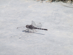 Bradinopyga geminata