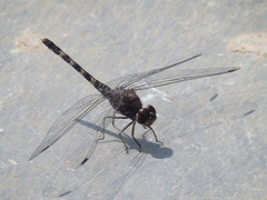 Bradinopyga geminata