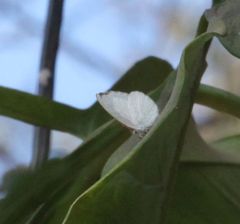 Spalgis lemolea lemolea