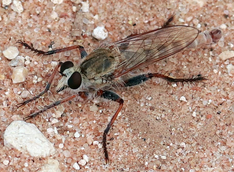 White-tipped Marauder