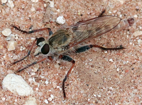 White-tipped Marauder