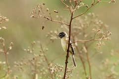 Polystictus pectoralis