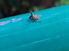 Alcimocoris coronatus